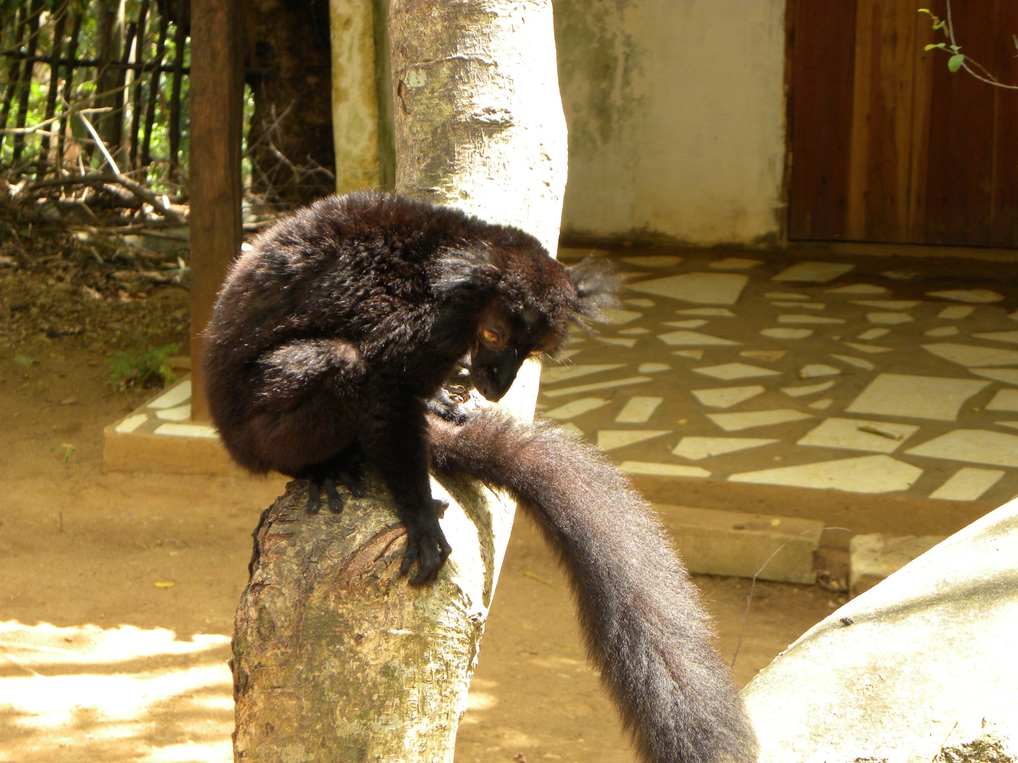 lemuri_madagascar.jpg