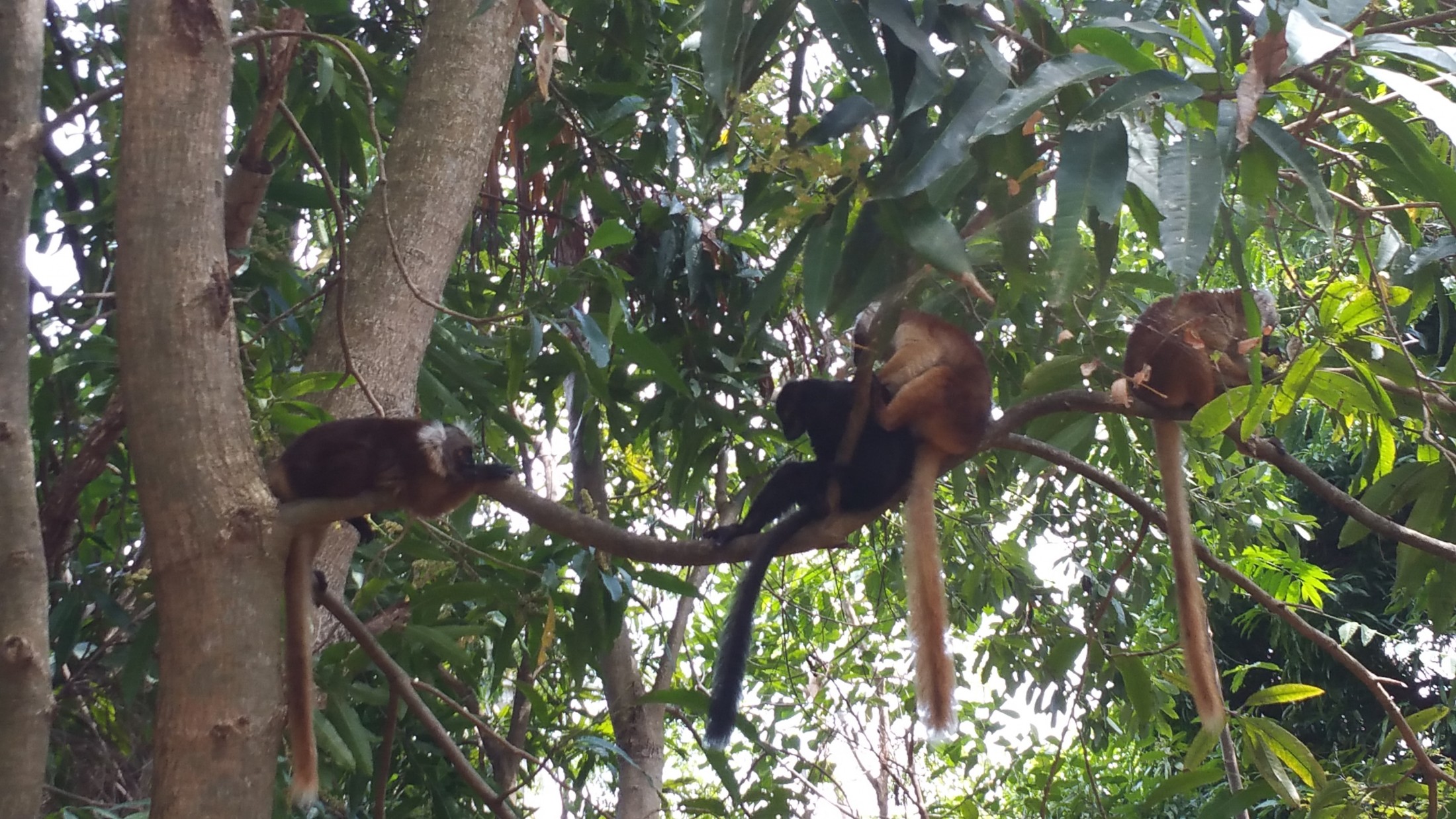 madagascar_lemuri-1.jpg