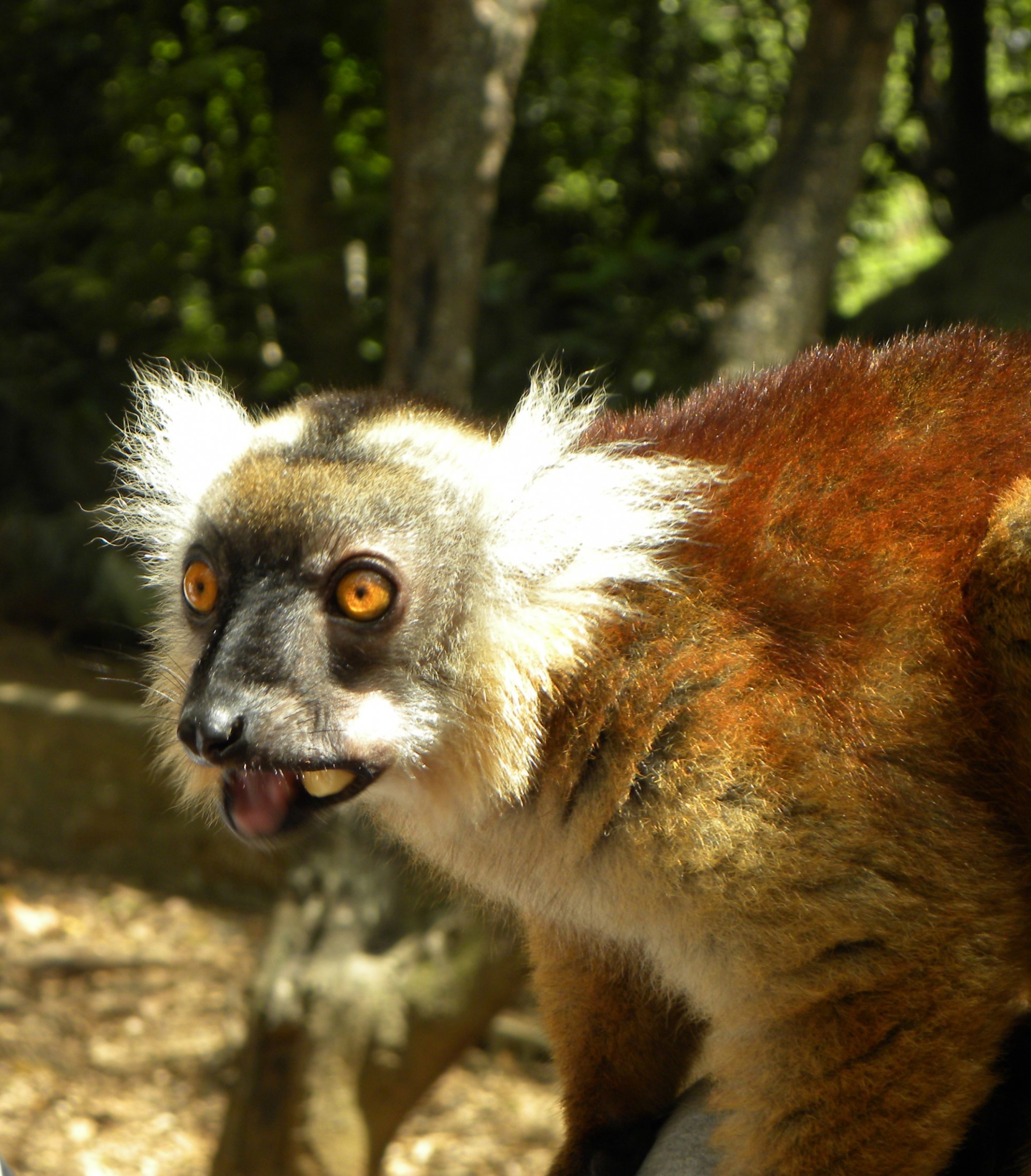 madagascar_lemuri.jpg